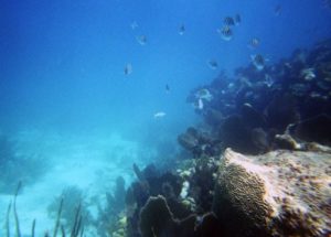 snorkelling in key largo